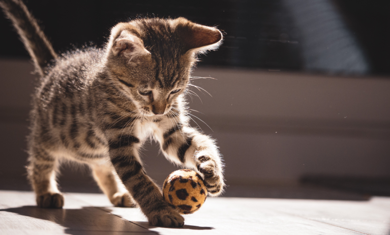 Dermatite nel gatto: cause e trattamento
