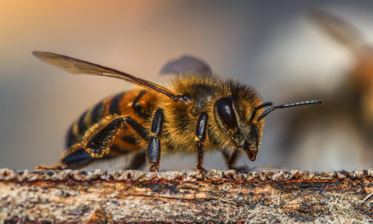 Puntura di ape: come comportarsi