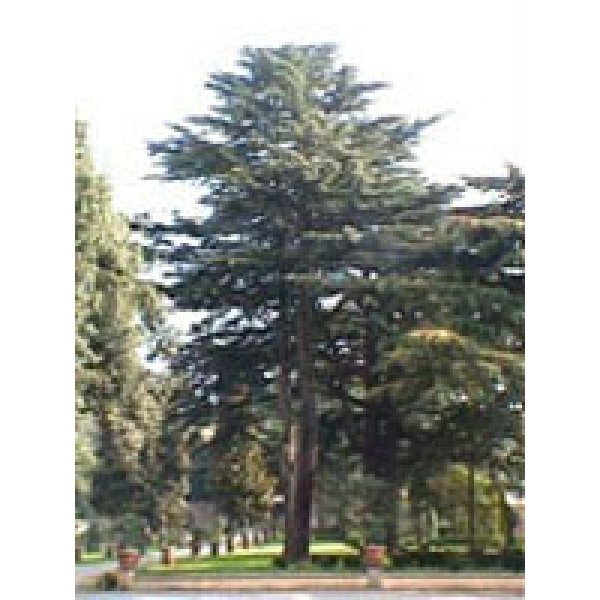 MSA CEDRUS LIBANI 50ML