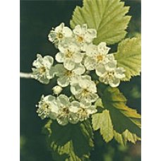 MSA CRATAEGUS OXYACA 50ML