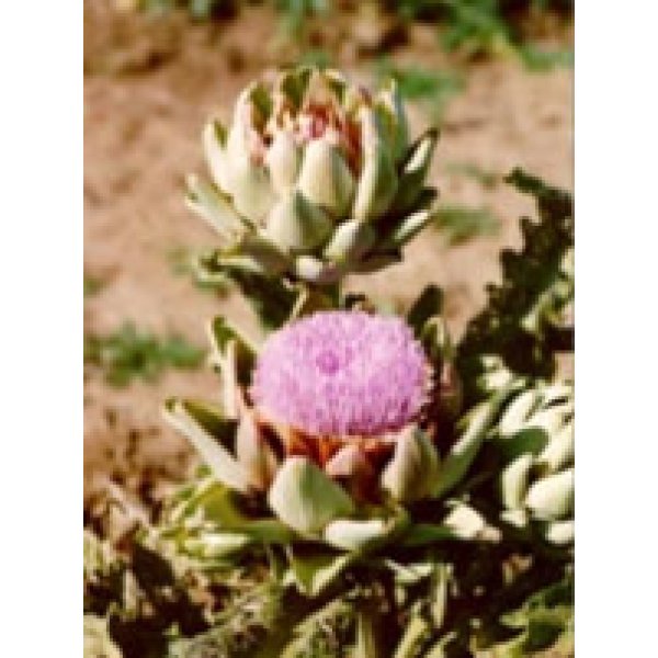 TSA CYNARA SCOLYMUS 50ML