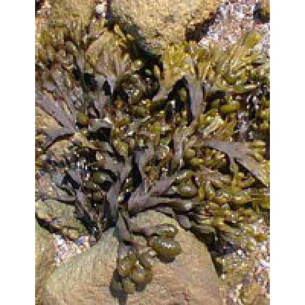 TSA FUCUS VESICULOS 50ML