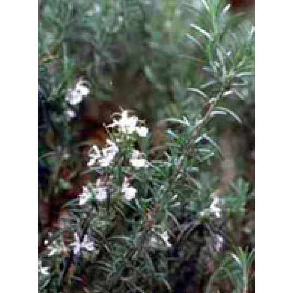 TSA ROSMARINUS OFFICINALIS50ML